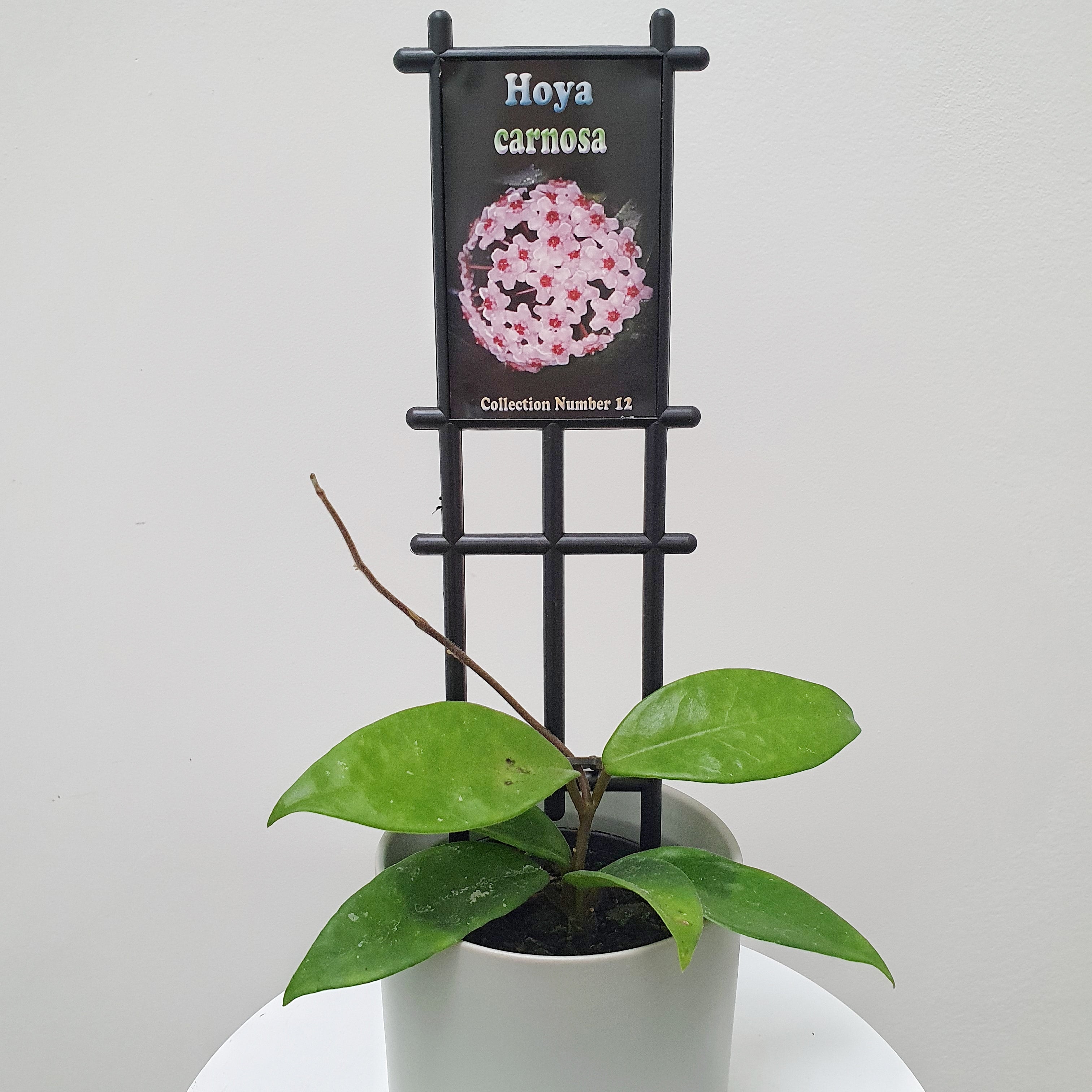 Hoya carnosa - 8cm pot